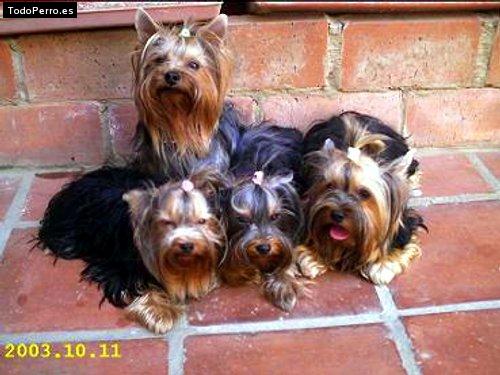 Foto del perro Jossie, cookie, candy y zacchi