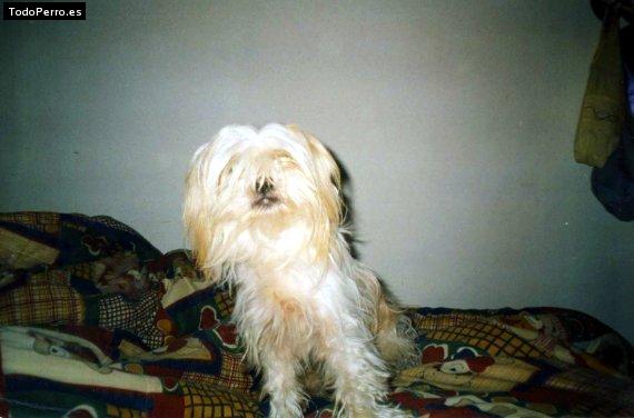 Foto del perro Manu