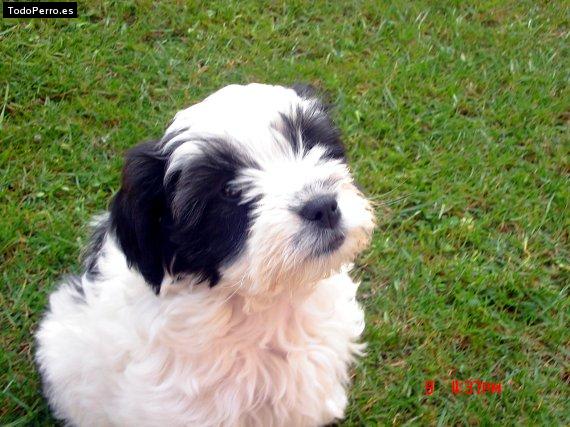 Foto del perro Maya