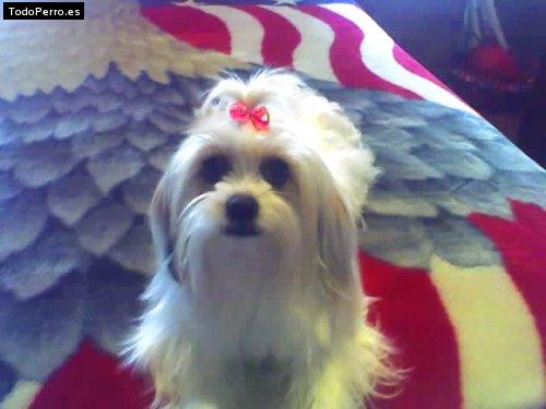 La foto del perro Camila Foto del perro Camila