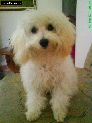 Foto del perro Terry