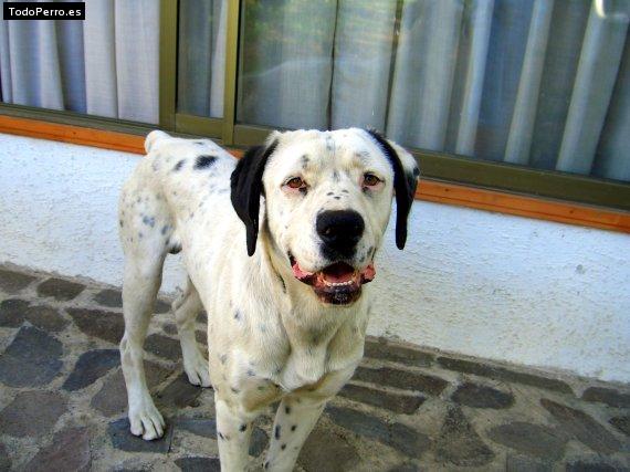 Foto del perro Niky