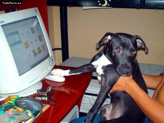 Foto del perro Tiburon