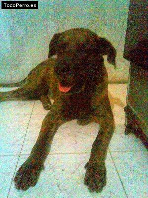 Foto del perro Spay
