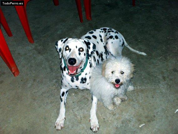 Foto del perro Duky enmanuel