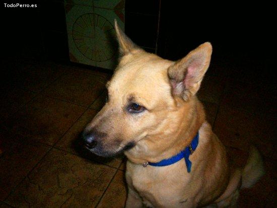 Foto del perro Chuki