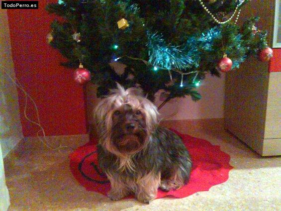 La foto del perro Capri Foto del perro Capri