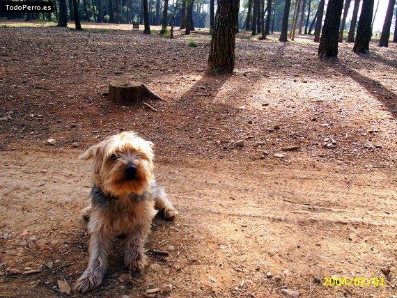 Foto del perro Tommy