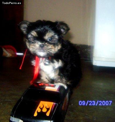 Foto del perro Nena