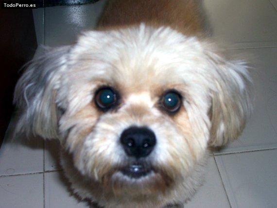 Foto del perro Samy