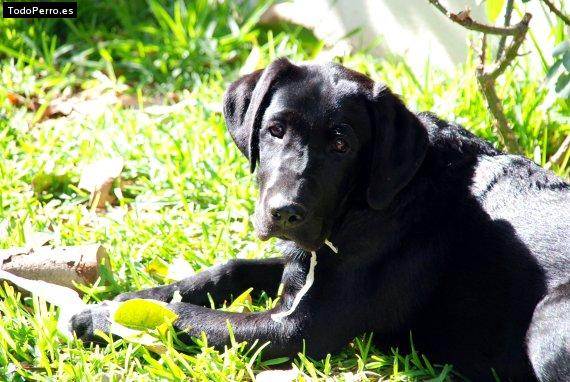 Foto del perro Matt
