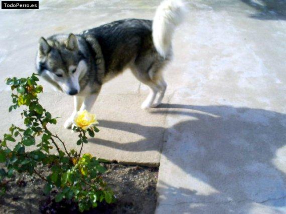 Foto del perro Lobo