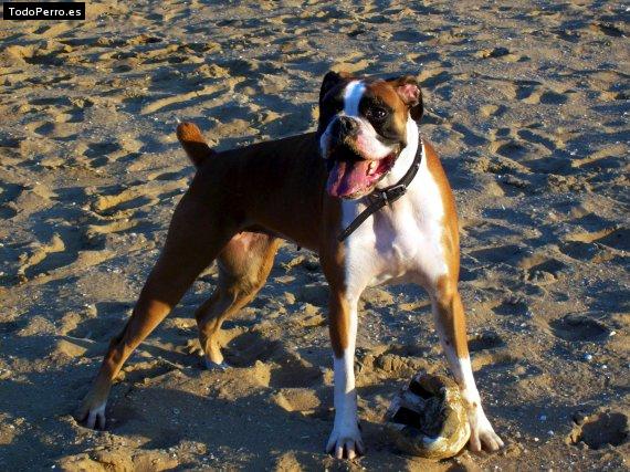 Foto del perro Izar