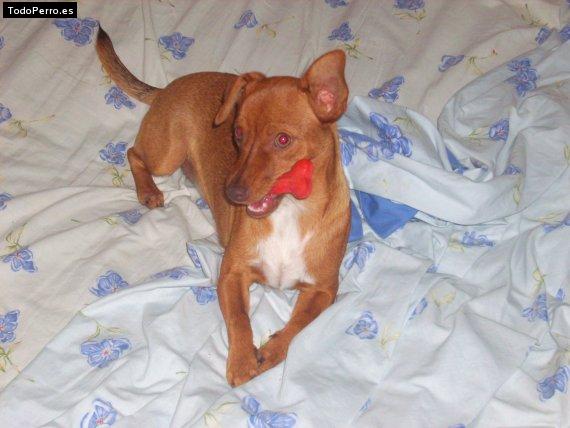 La foto del perro Chicha candela Foto del perro Chicha candela