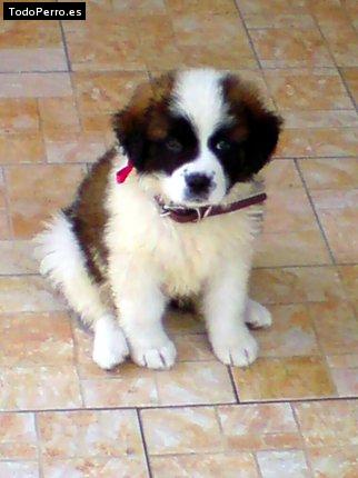 Foto del perro Schubert