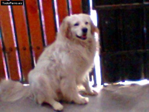 Foto del perro Machy