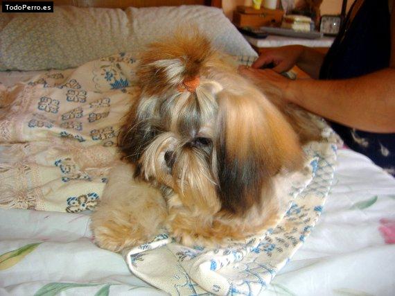 Foto del perro Nuca