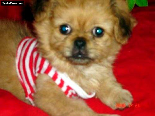 Foto del perro Shooper