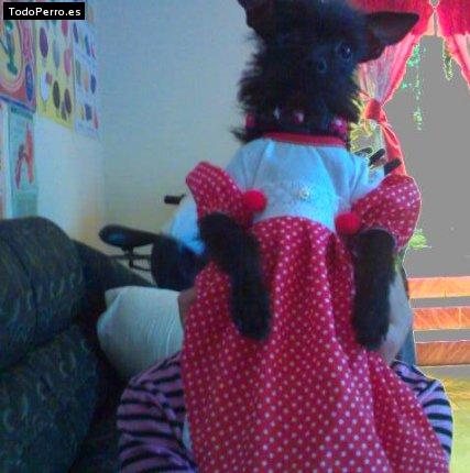 Foto del perro Muñeca