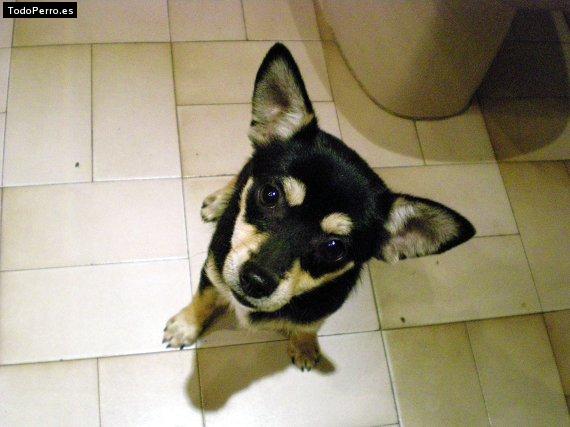 Foto del perro Nidea