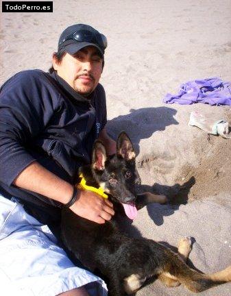 Foto del perro Laika jofre carmona