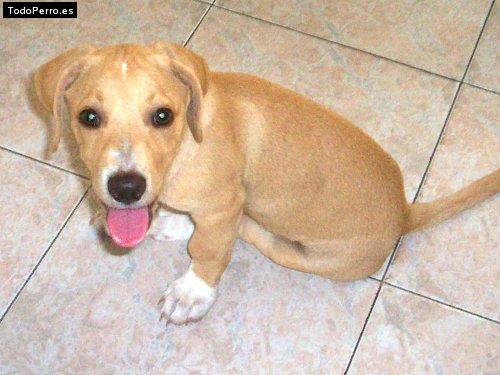 Foto del perro Scott