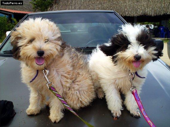 La foto del perro Roxi y penelope Foto del perro Roxi y penelope