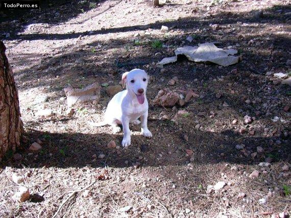 Foto del perro Hamsa