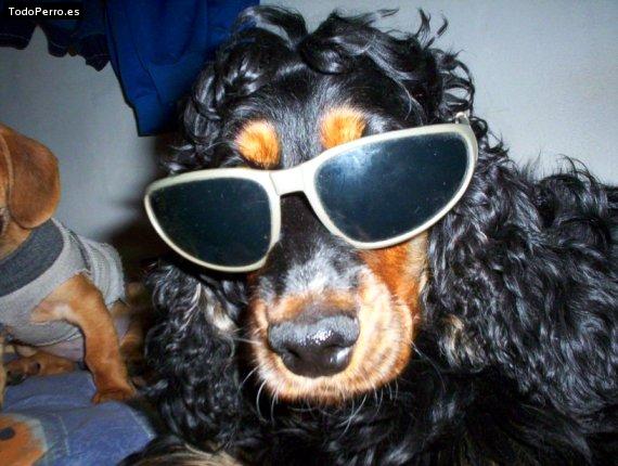 Foto del perro Bizkit
