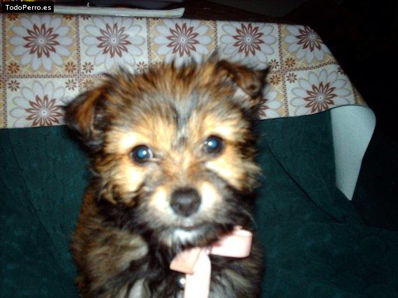 Foto del perro Trufa