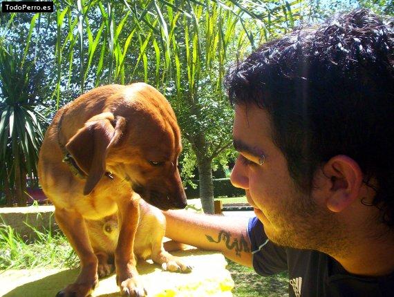 Foto del perro Godzilla