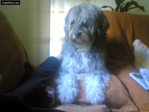 Foto del perro Bongo