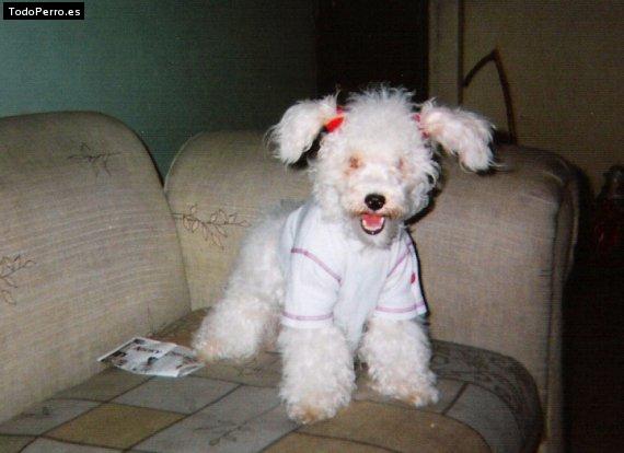 Foto del perro Sahorys