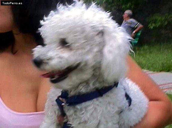 La foto del perro Hoppy Foto del perro Hoppy