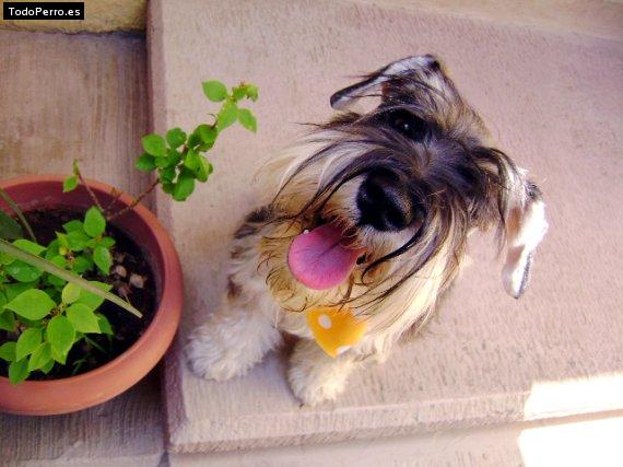 Foto del perro Lola pelucha