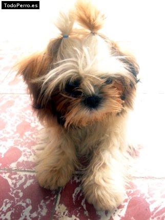 Foto del perro Barbie