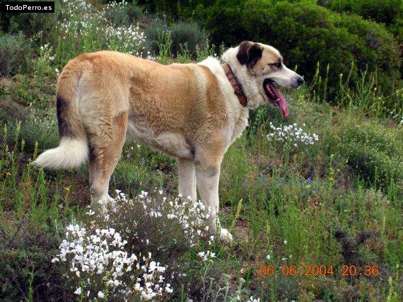 Foto del perro Bruno de tuiza