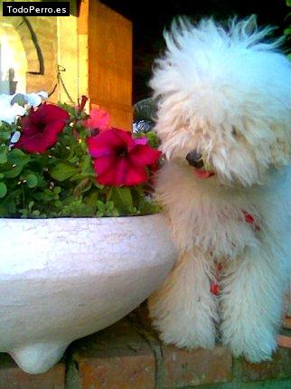 La foto del perro Constanza Foto del perro Constanza