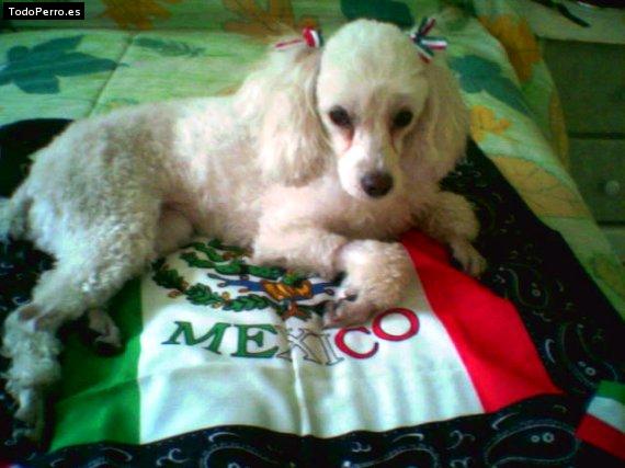 La foto del perro Honey Foto del perro Honey