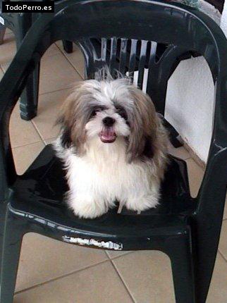 Foto del perro Bobby