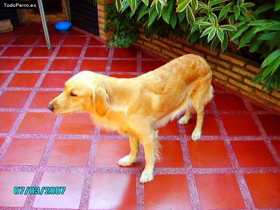 Foto del perro Shenoa