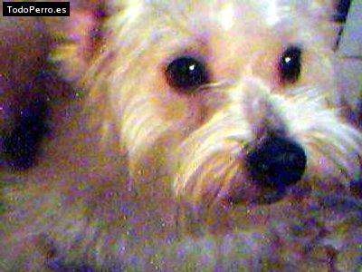 Foto del perro Matute
