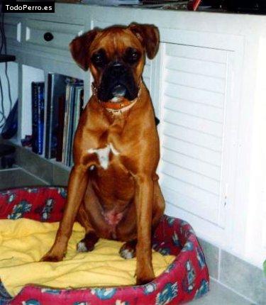 Foto del perro Hada