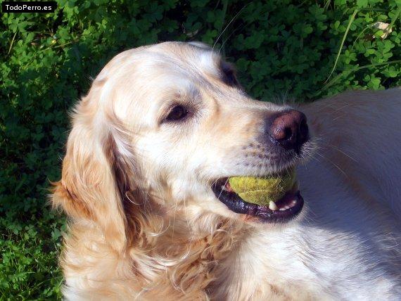 Foto del perro Vicky