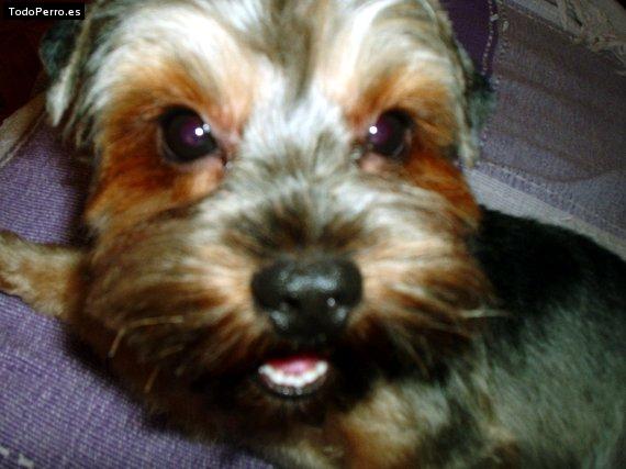Foto del perro Mickey