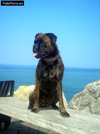 Foto del perro Ira