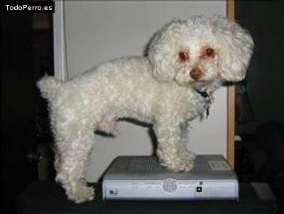 La foto del perro Copito de nieve Foto del perro Copito de nieve