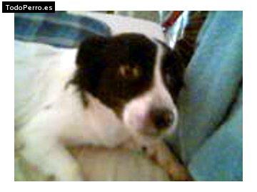 Foto del perro Baltazar