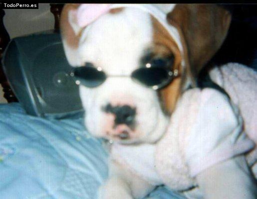 La foto del perro Chata Foto del perro Chata