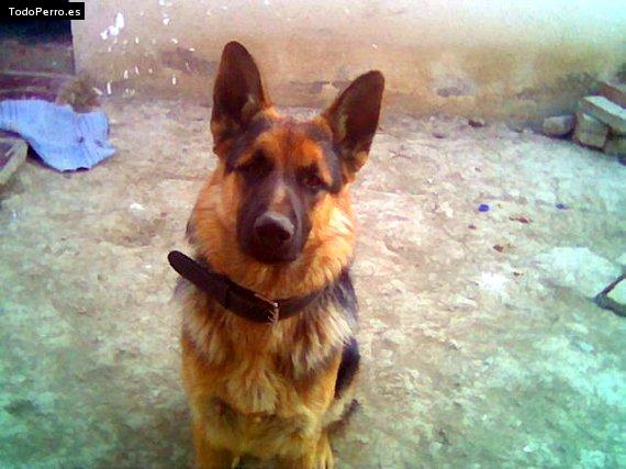 Foto del perro Tonny